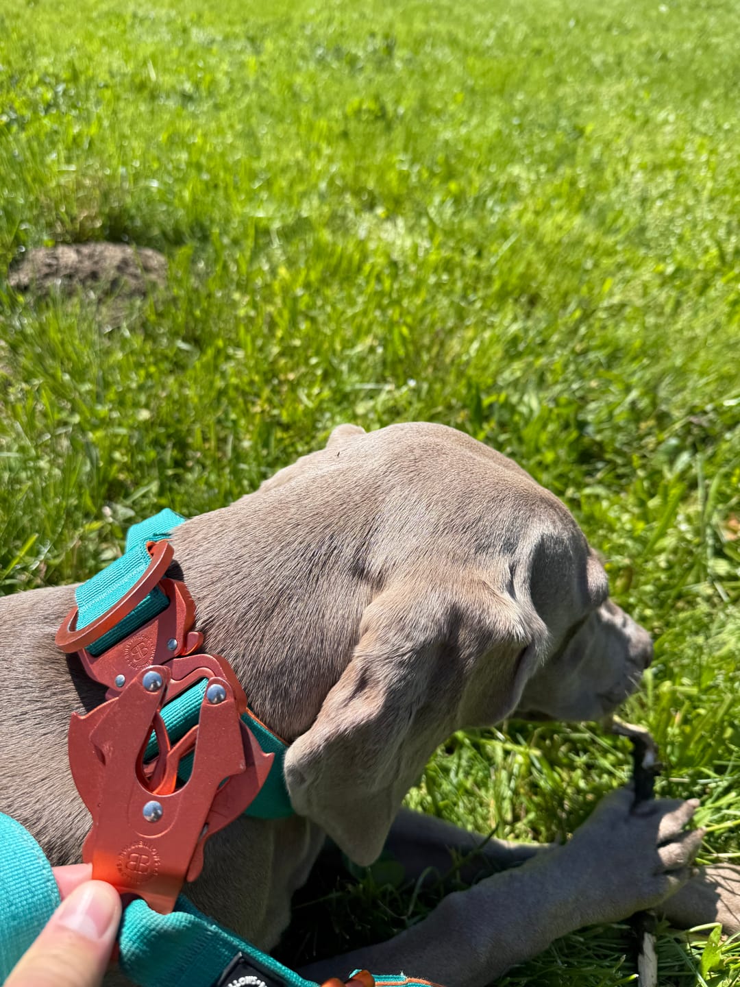 Customer photo review of 1.4m Lighter Swivel Combat Lead | Anti-Tangle & Secure Clip - Turquoise x Orange