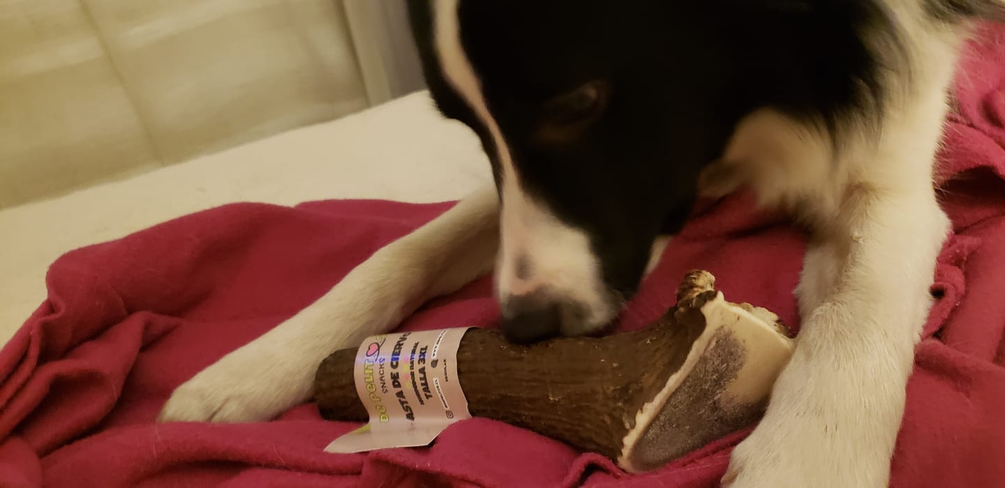 Customer photo review of Asta de ciervo para perros - Regular