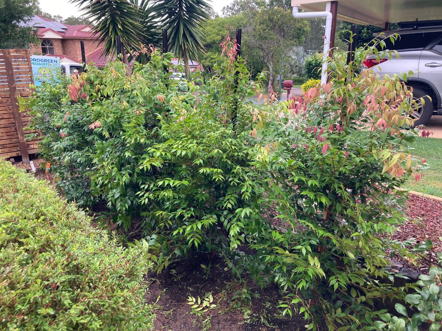 Customer photo review of Cascade Lilly Pilly - Syzygium australe 'Cascade'