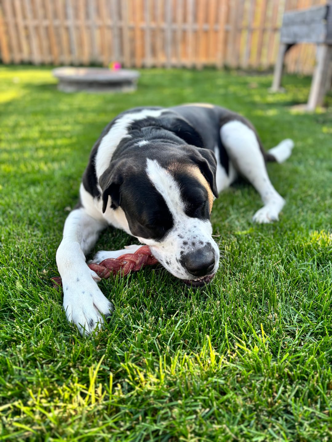 Customer photo review of 12 Inch Monster Braided Bully Stick
