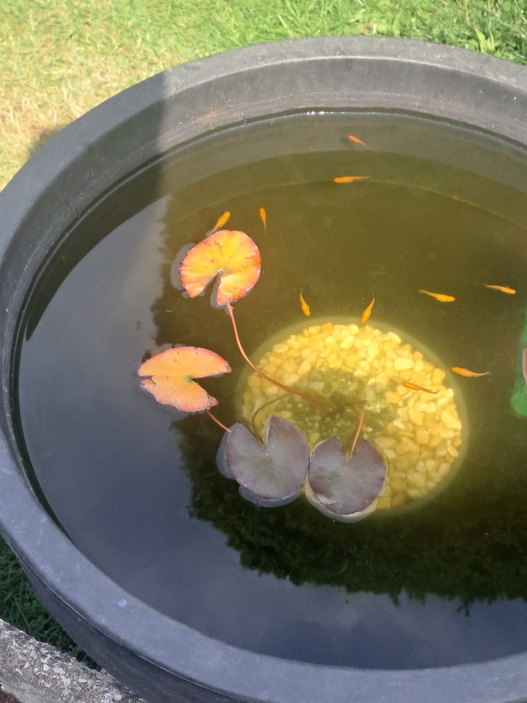 Customer photo review of Ninfea PYGMAEA RUBRA
