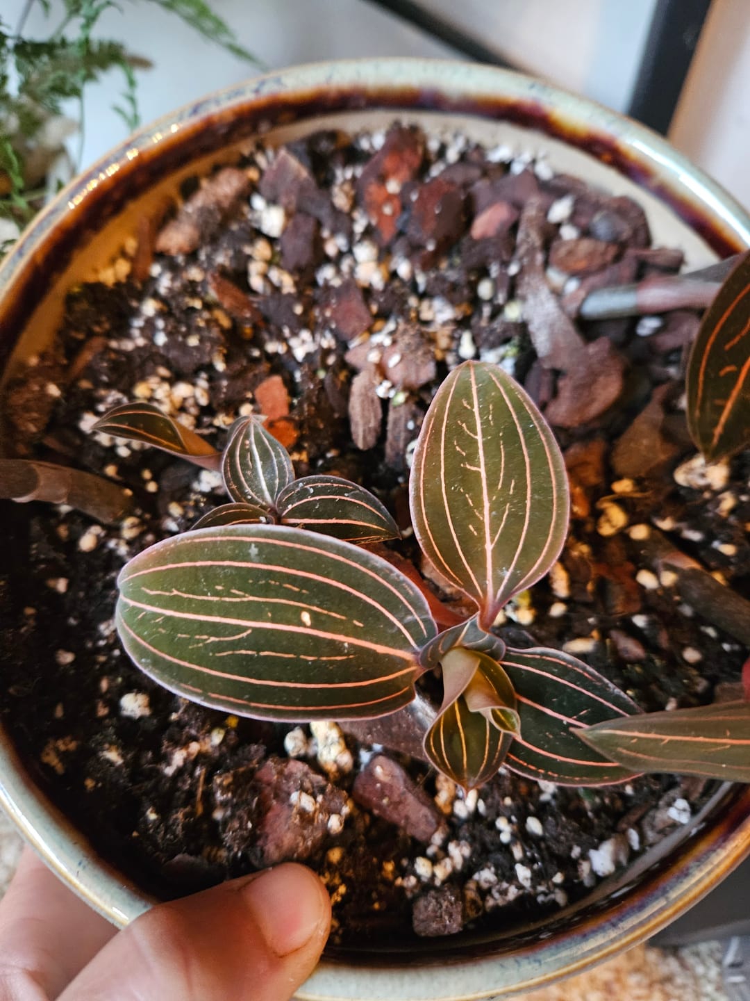 Customer photo review of Orchid Ludisia discolor