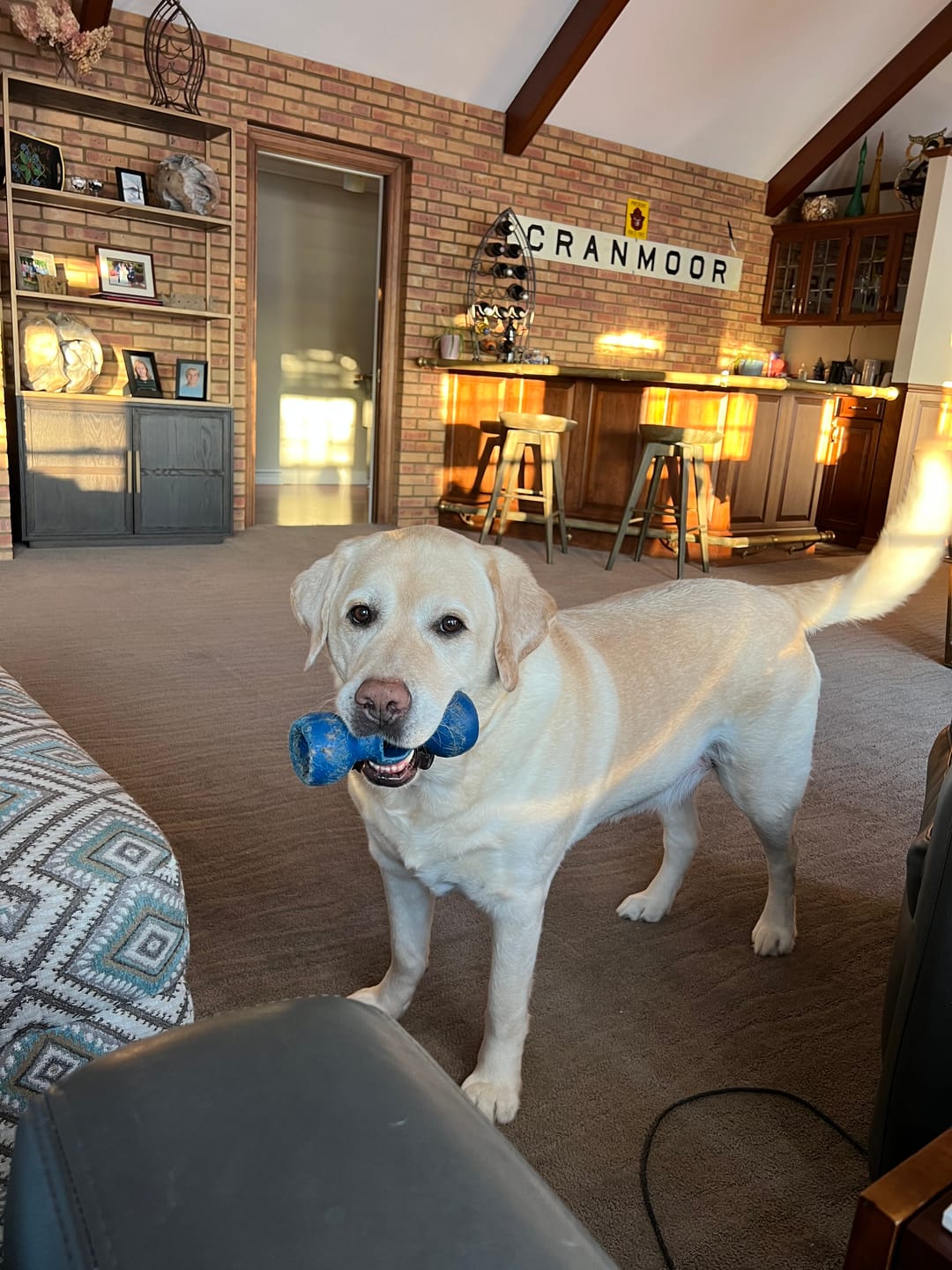 Customer photo review of 12 Inch Standard Bully Stick