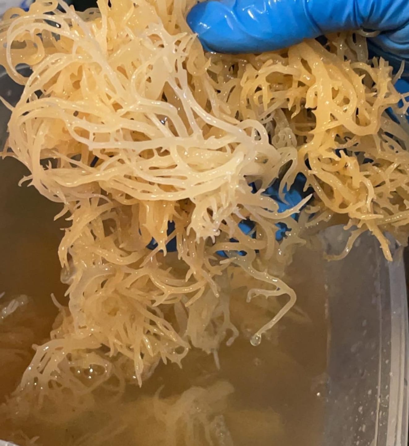 Customer photo review of St Lucia Wildcrafted Sea moss