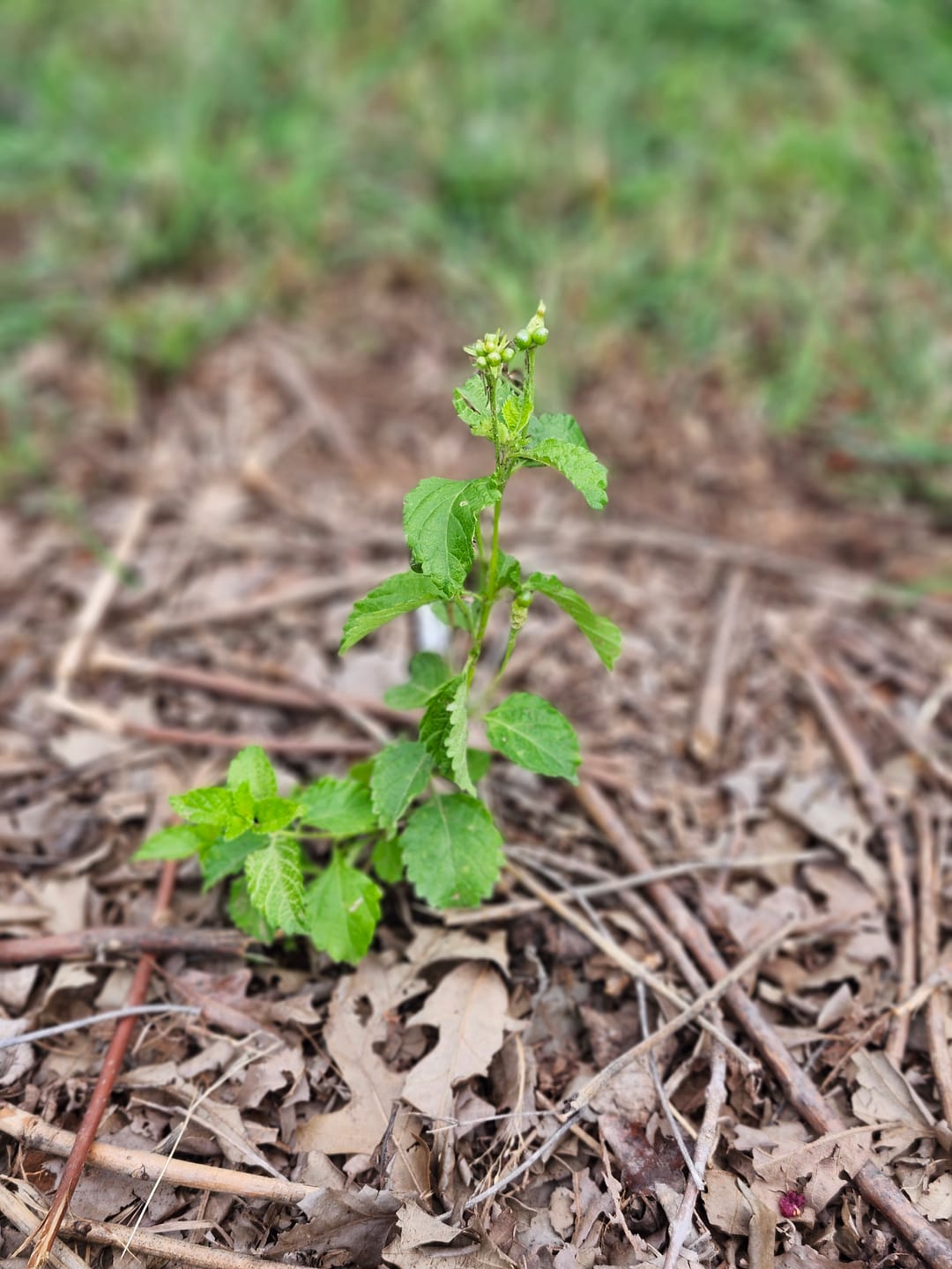 Customer photo review of Texas Lantana