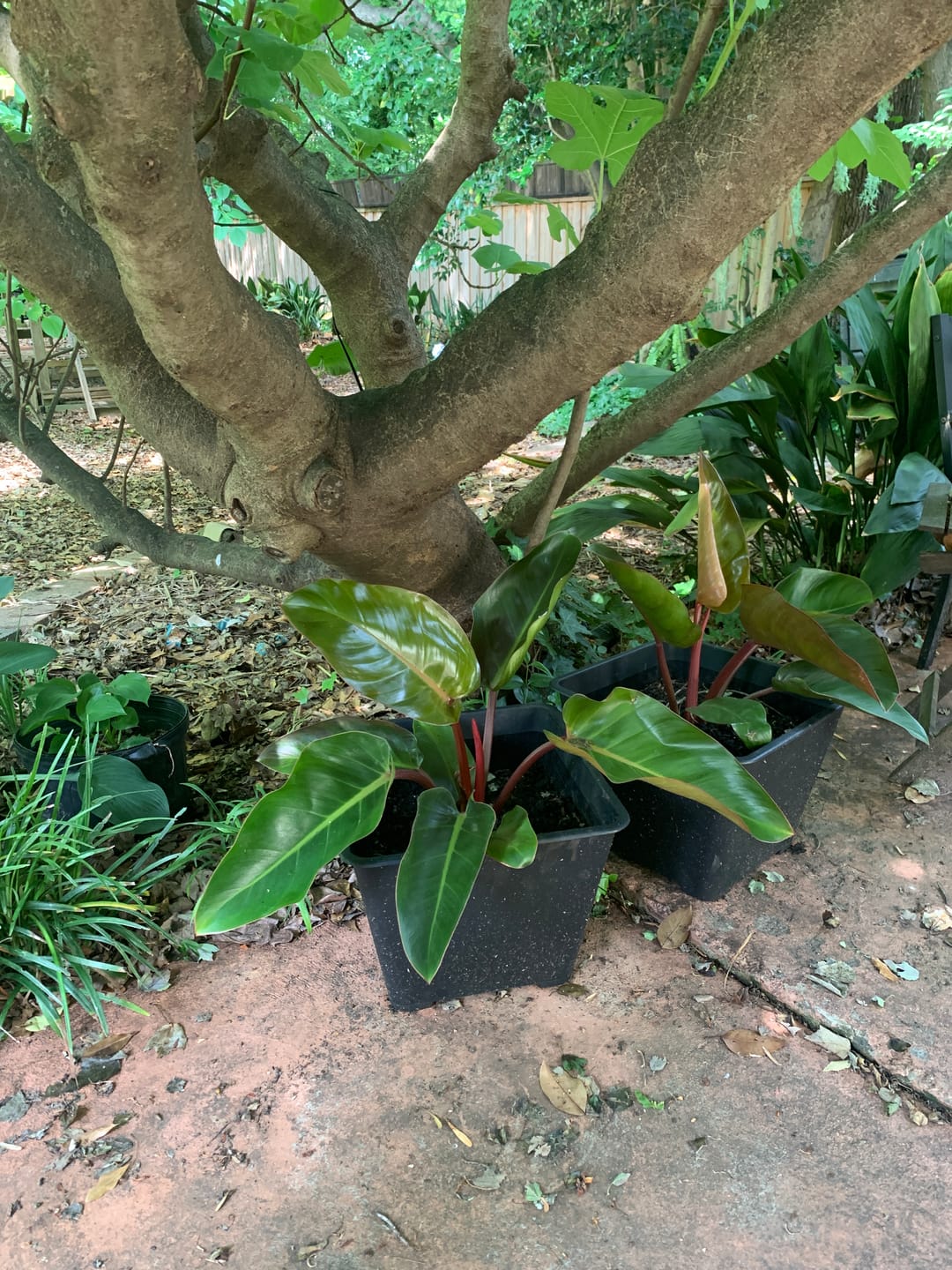 Customer photo review of Philodendron Red Congo, Tropical Forest Plant