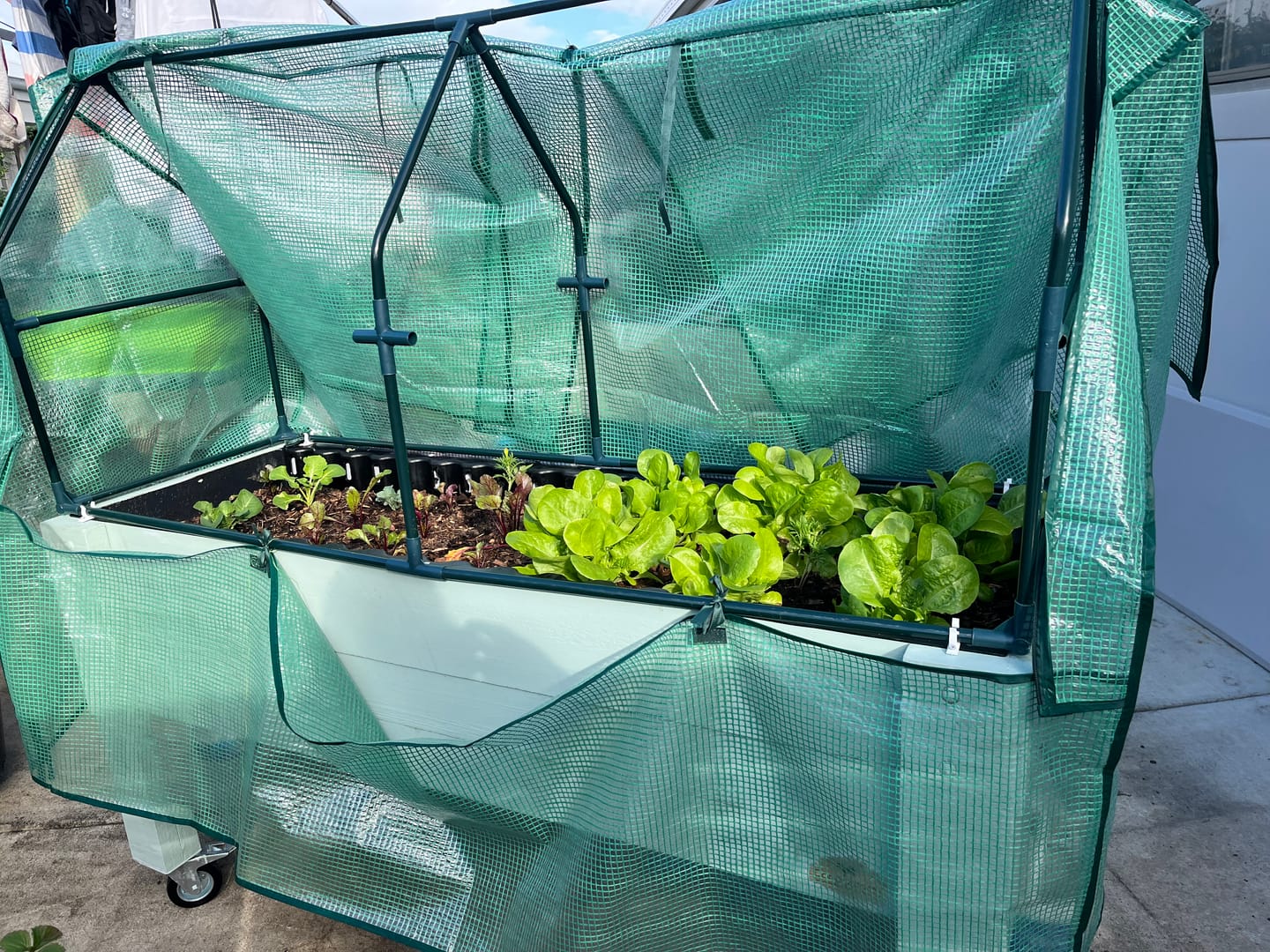 Customer photo review of Large Raised Garden Bed with Wheels Kit - 157x60x80cm(h) - Australia Wide Shipping