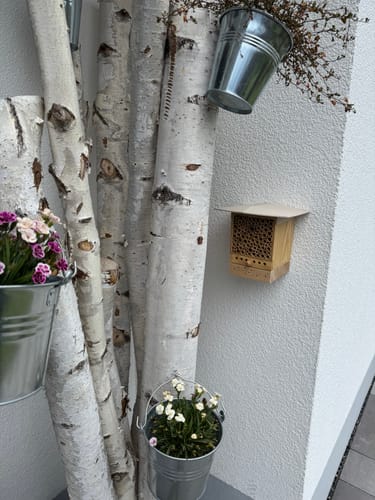 Customer photo review of Startpopulation - Kokons der Rostroten Mauerbiene