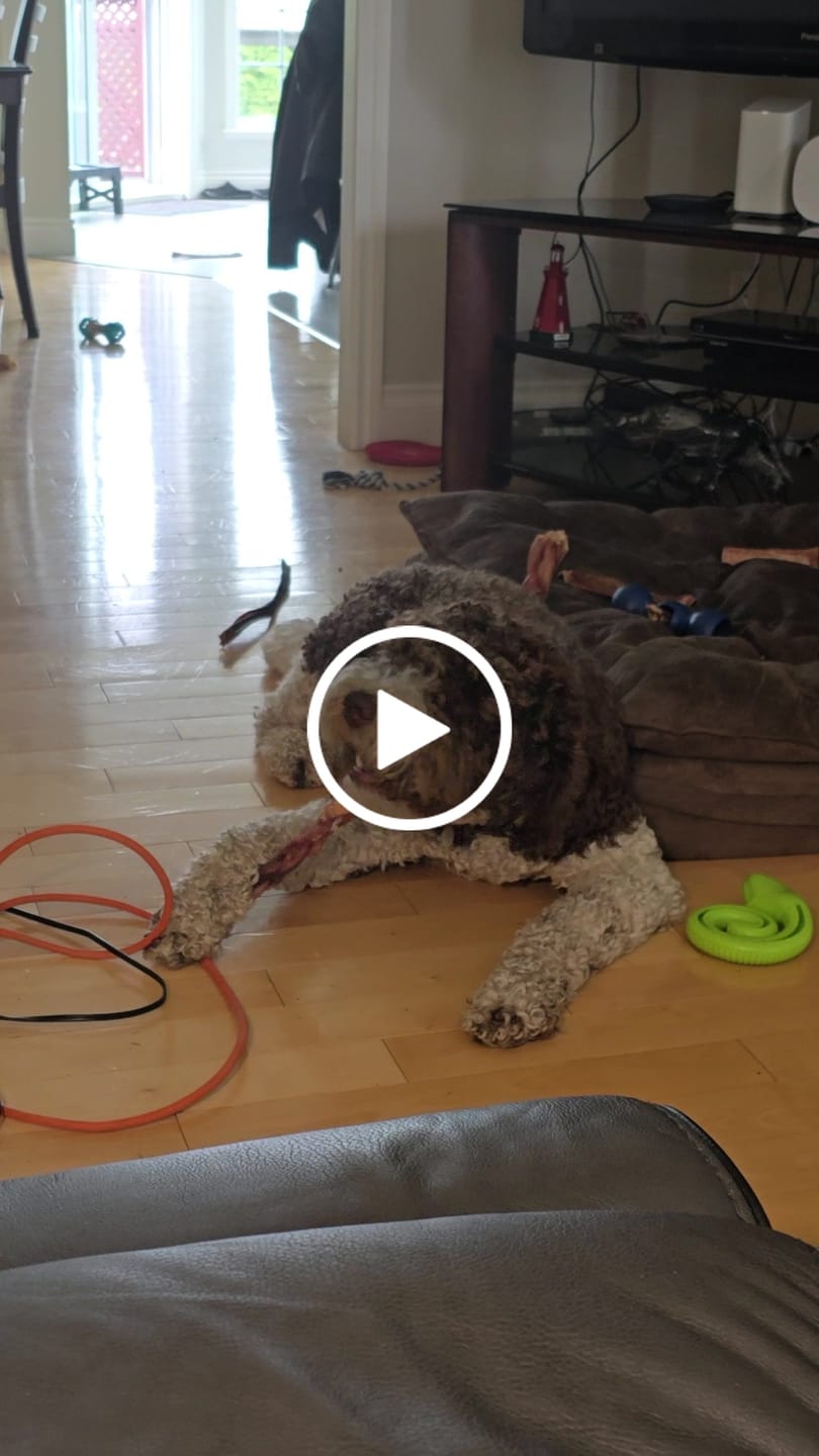 Customer video review of 12 Inch Monster Braided Bully Stick