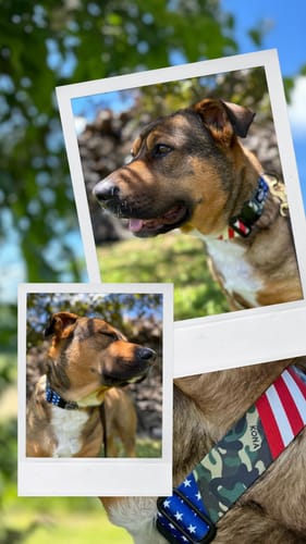 Customer photo review of Patriot Buckle Collar