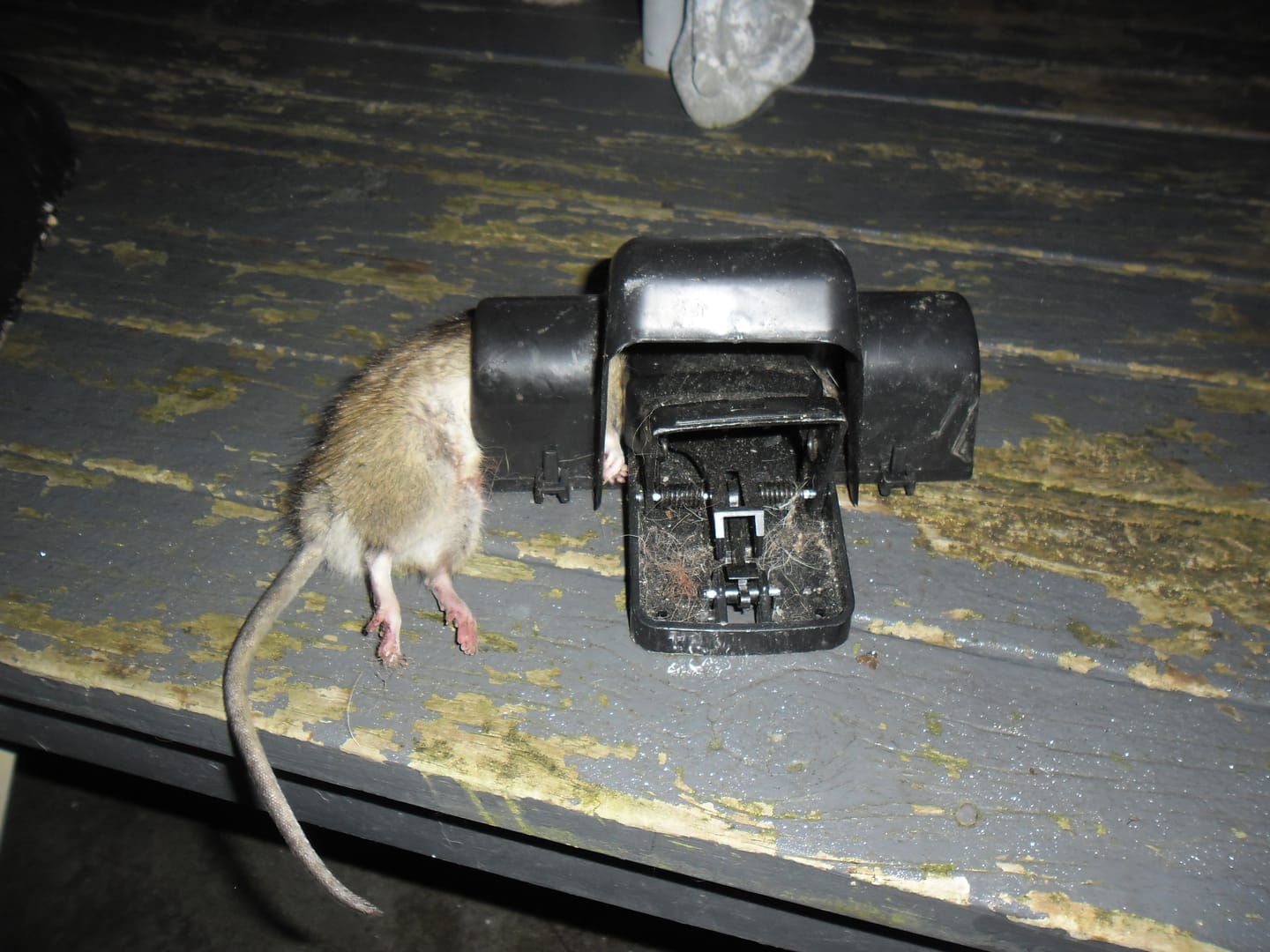 Customer photo review of Rat Killa Trap