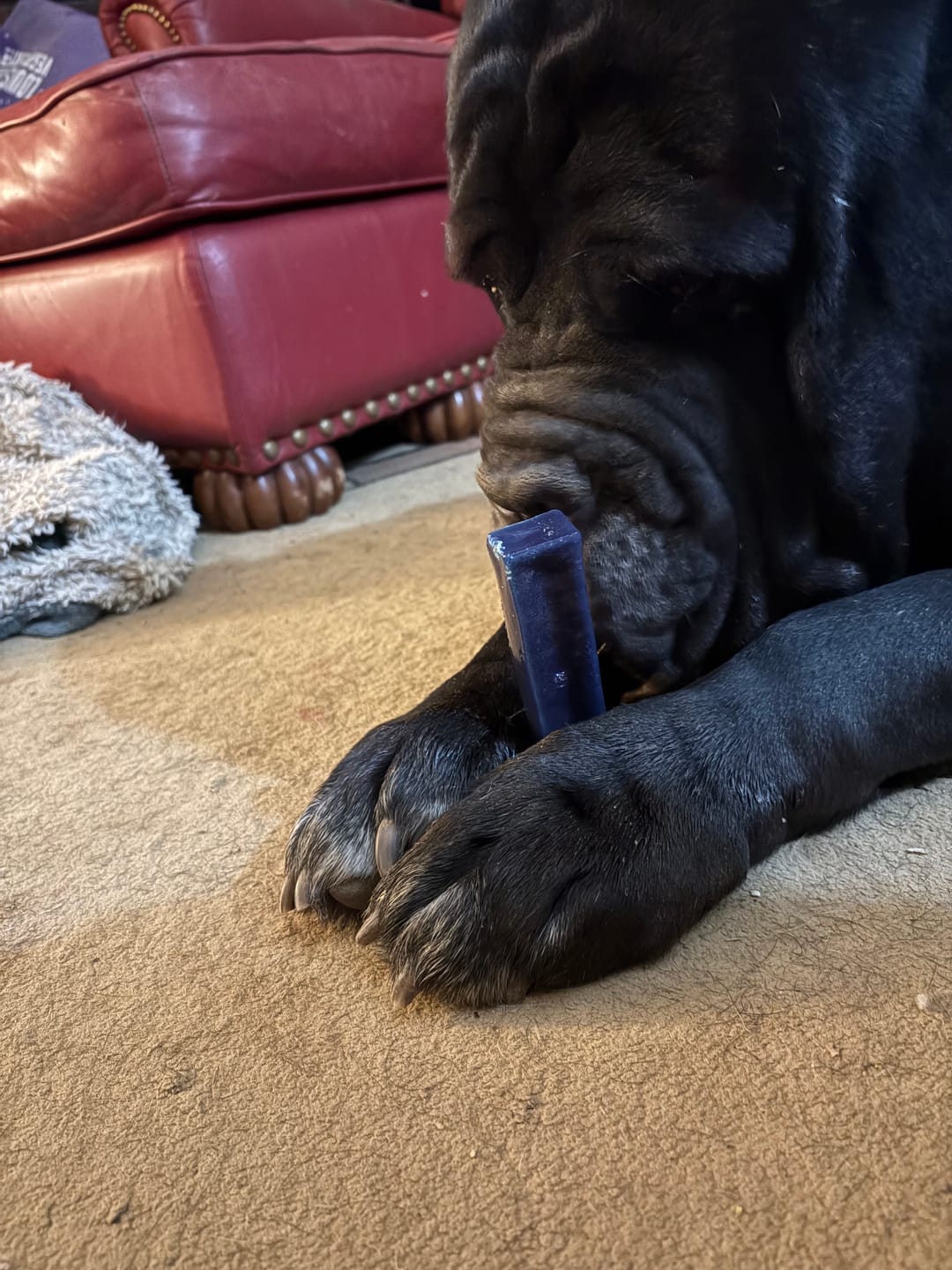 Customer photo review of Blueberry Himalayan Yak Chew (MEDIUM)