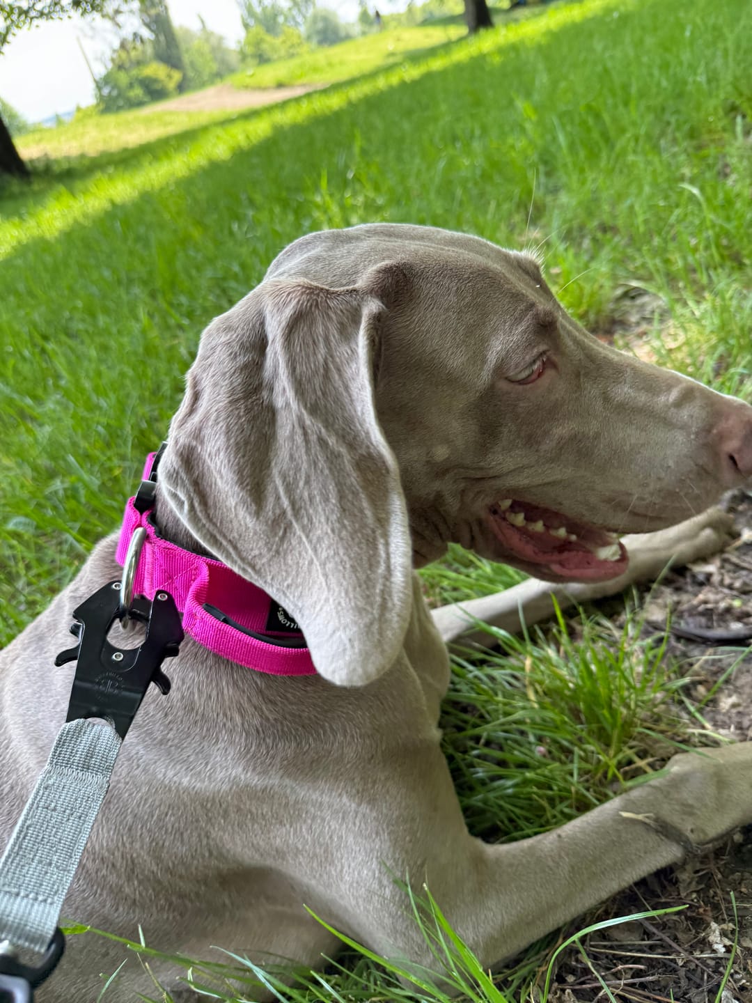 Customer photo review of 1.4m Swivel Combat Lead | Anti-Tangle & Secure Clip - Metal Grey
