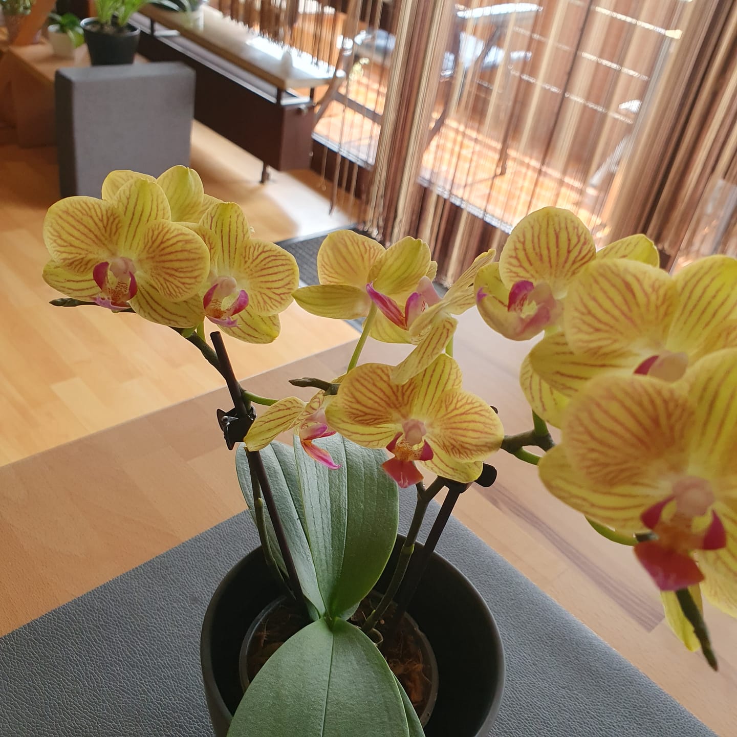 Customer photo review of Table Dance Lima mit gelb-gestreiften Blüten und 2 Rispen