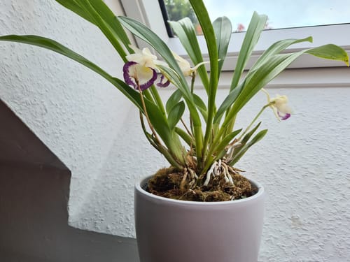 Customer photo review of Cochleanthes Hybride mit blauen Blüten im 12cm Topf