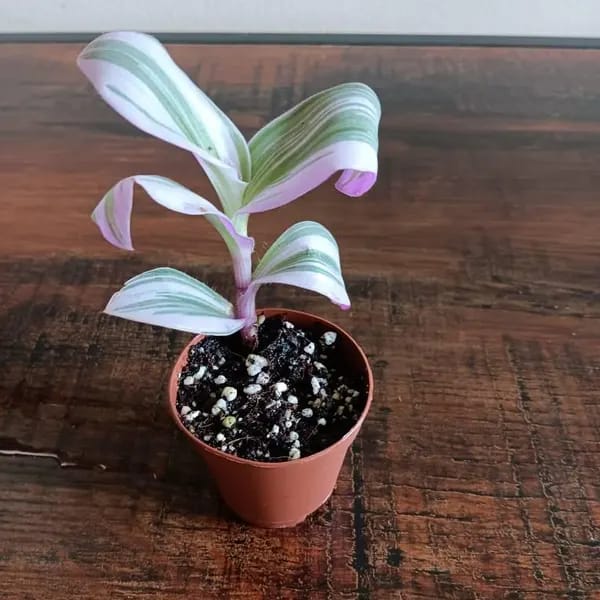 Customer photo review of Rare Tradescantia Nanouk Lilac Plant | Rare Tradescantia Pot | Rare Pink Wandering Jew | Easy care hardy indoor houseplant in a nursery pot