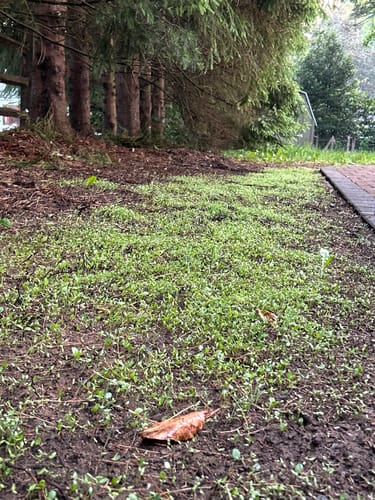 Customer photo review of Wildflower Seeds - Perennial - (25 Variety) 4oz