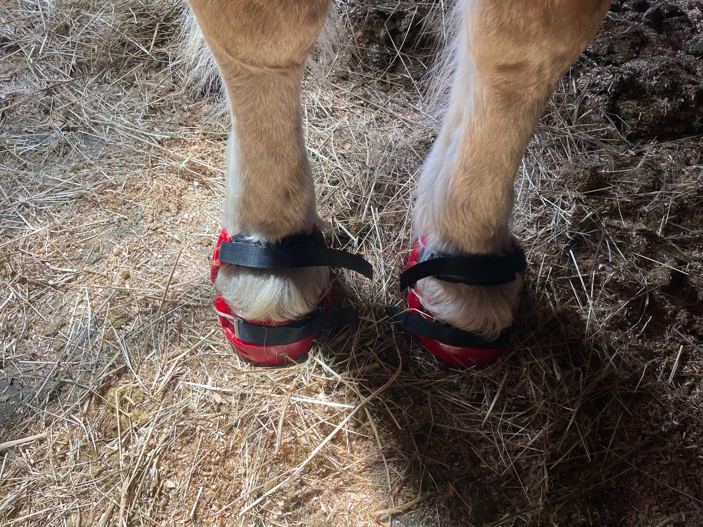 Customer photo review of Renegade® Classic Hoof Boots - Dragon Fire Red