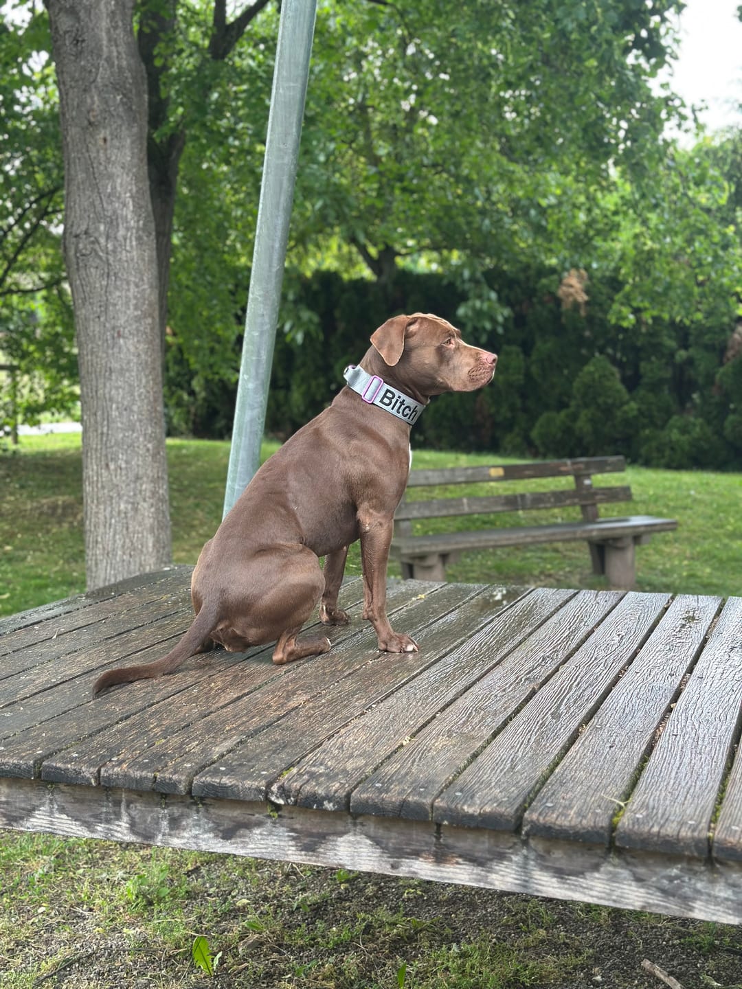 Customer photo review of 5cm Lighter Combat® Collar | With Handle Secure Clip - Purple x Metal Grey