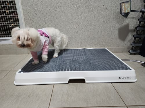 Customer photo review of Weasy Cão