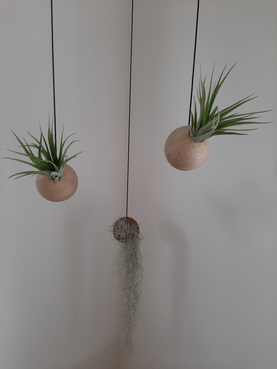 Customer photo review of Tilly Xylo Globus