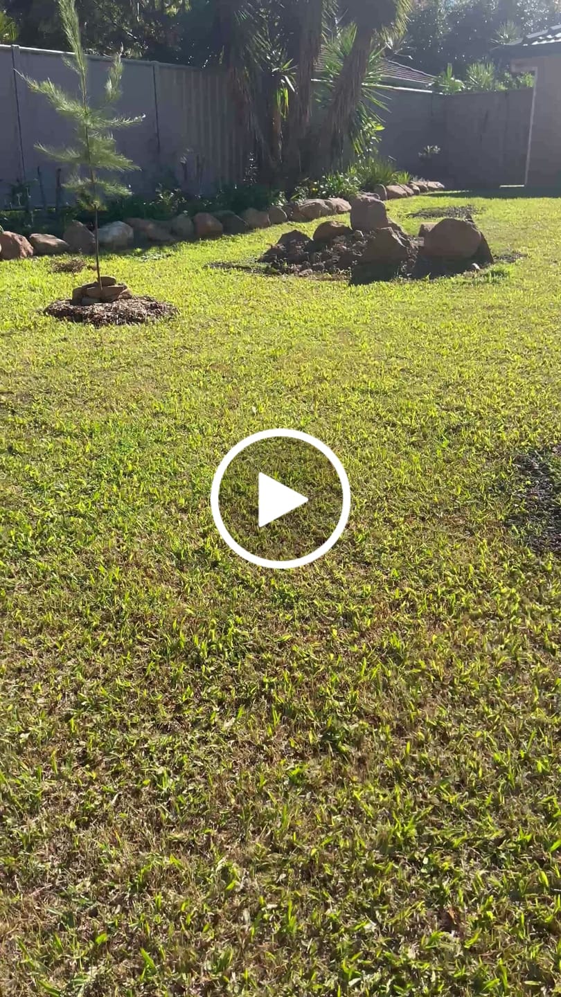 Customer video review of Small Leaved Tamarind - Diploglottis campbellii