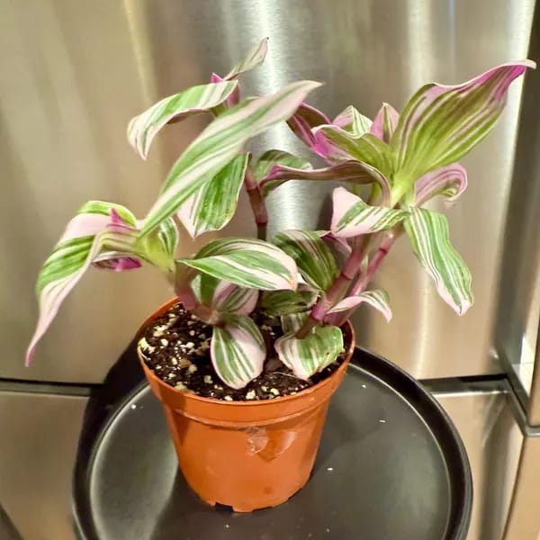 Customer photo review of Rare Tradescantia Nanouk Lilac Plant | Rare Tradescantia Pot | Rare Pink Wandering Jew | Easy care hardy indoor houseplant in a nursery pot