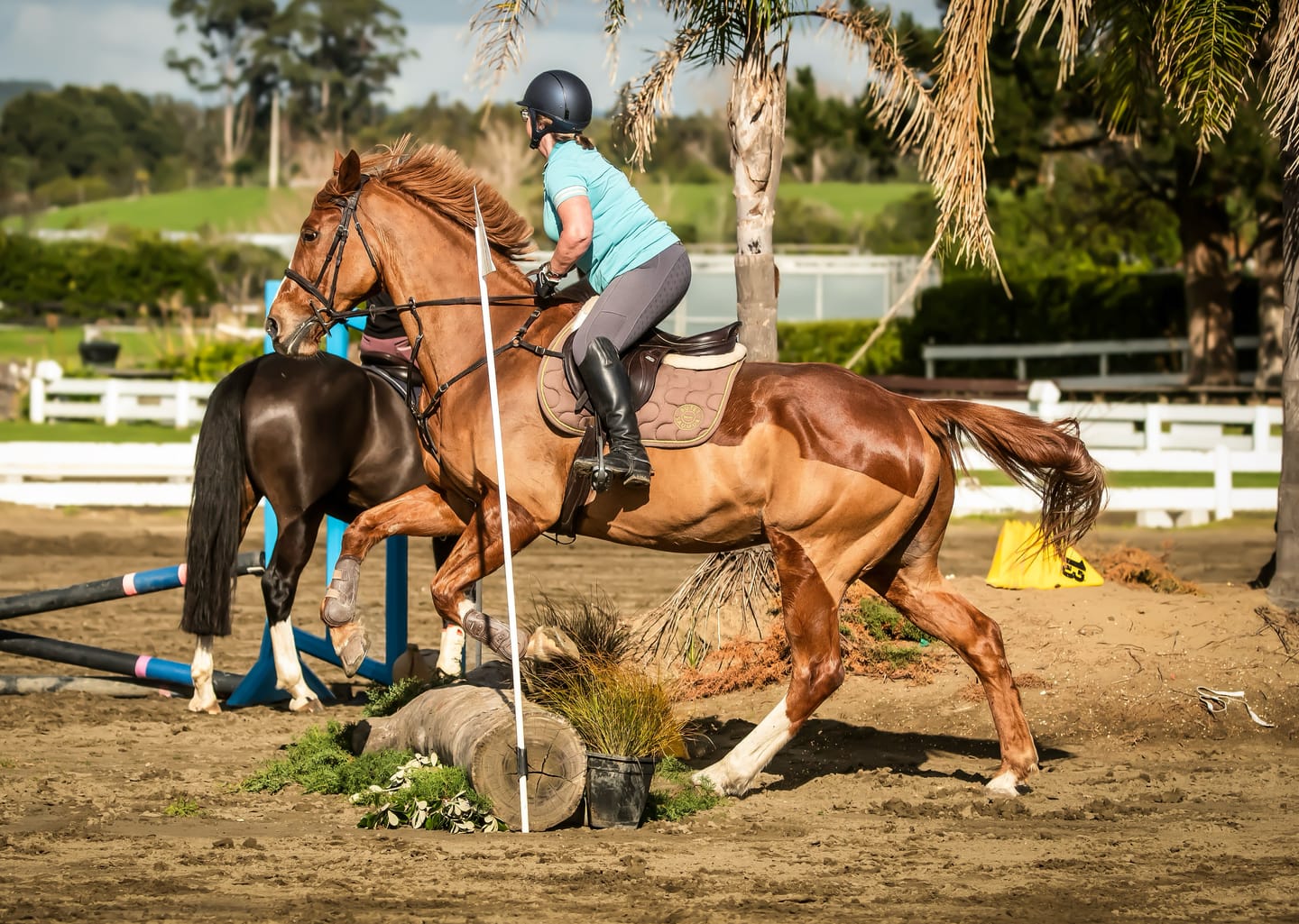 Customer photo review of EquiBind
