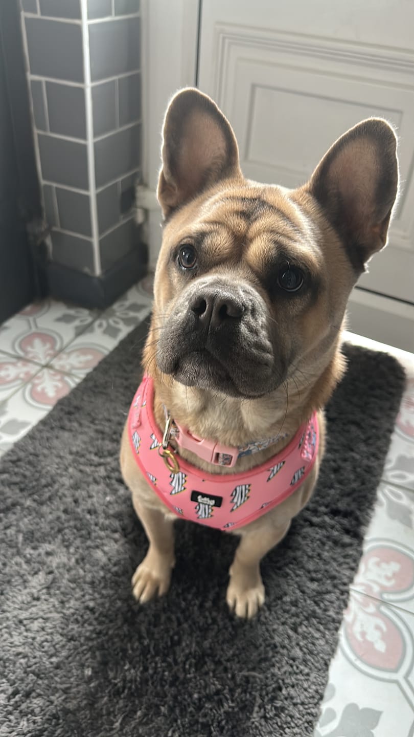 Customer photo review of Adjustable Dog Harness - Lightning Zoomies