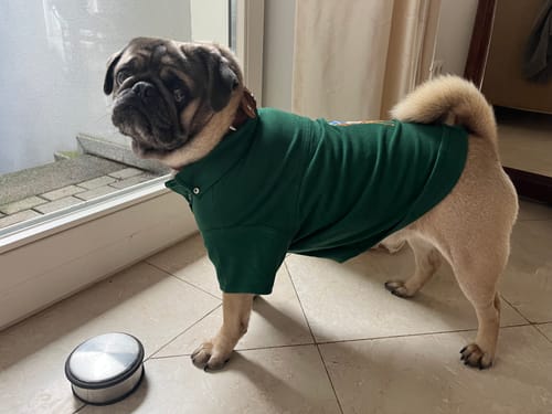 Customer photo review of Polo Ralph Lauren Polo Pony Dog Cotton Mesh Shirt