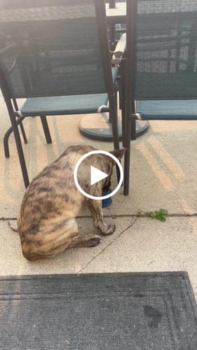 Customer video review of Freezball - Durable Fillable Dog Chew Bone