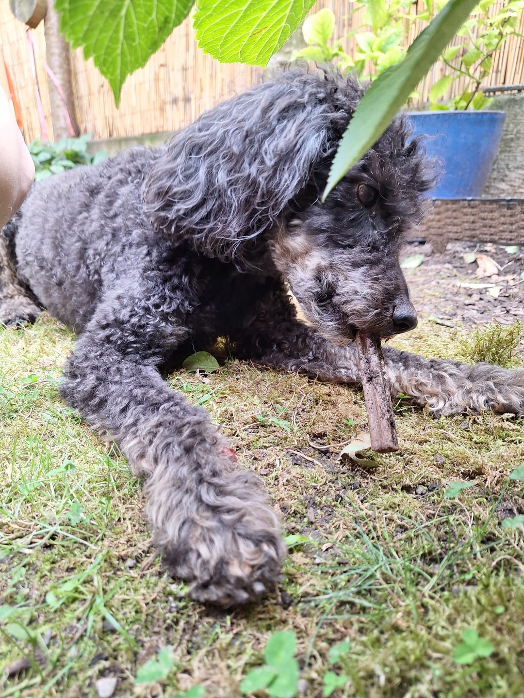 Customer photo review of Dentalmix für Hunde zur Zahnpflege und für frischen Atem