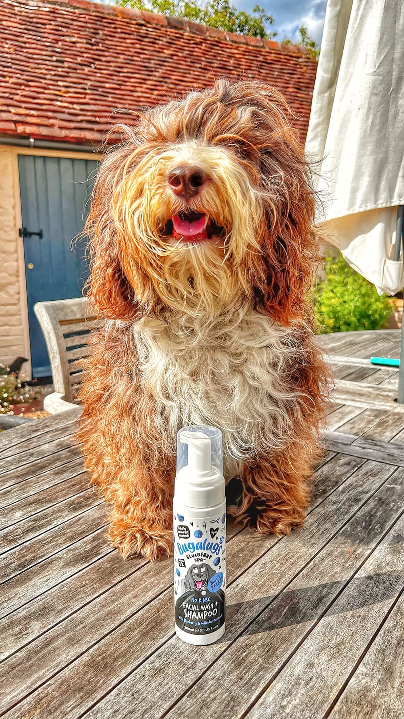 Customer photo review of Blueberry Spa™ No Rinse Facial Wash + Shampoo with Blueberry & Colloidal Oatmeal for Dogs