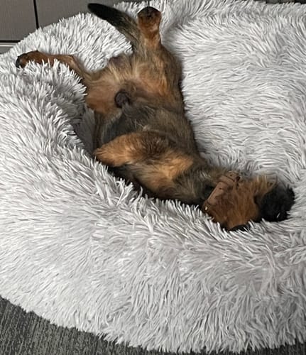 Customer photo review of Puppery Hundebett Wolke 7 - Das Original