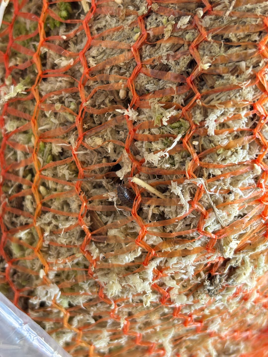 Customer photo review of Sphagnum Moss