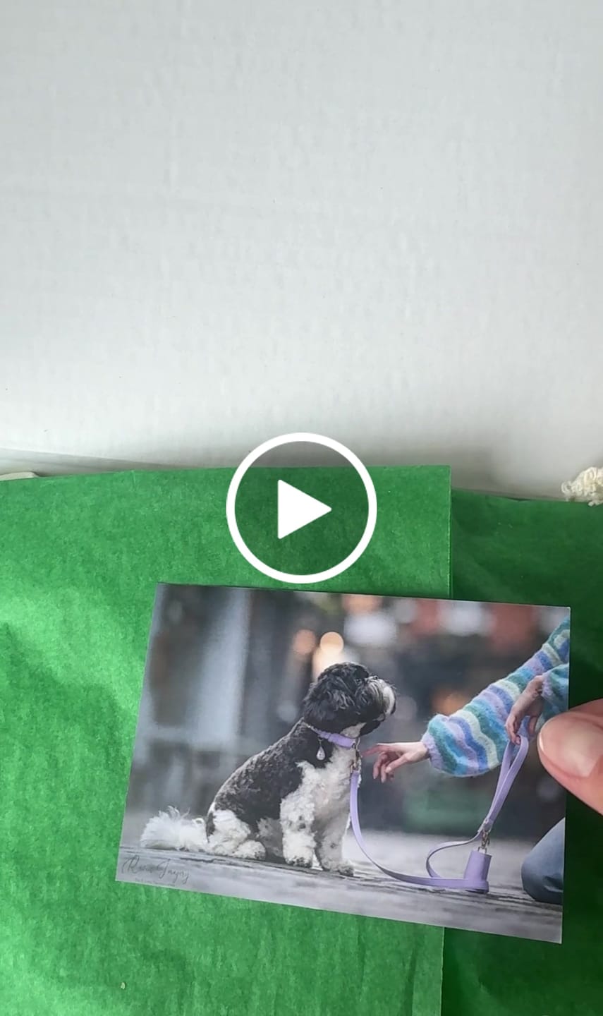 Customer video review of Primrose Dog Collar