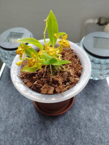 Customer photo review of Mini-Duft-Orchidee Cyrtochilum meirax mit gelben Blüten und 1+ Rispen