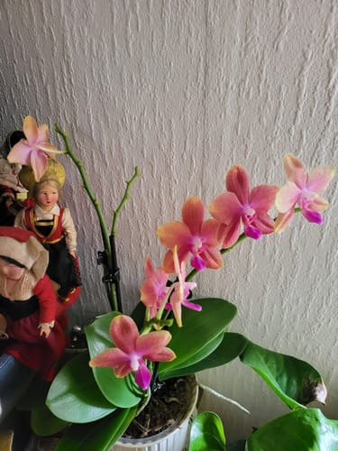 Customer photo review of Große Two of Us Duftorchidee Bolgheri mit orangen Blüten und 4 Rispen