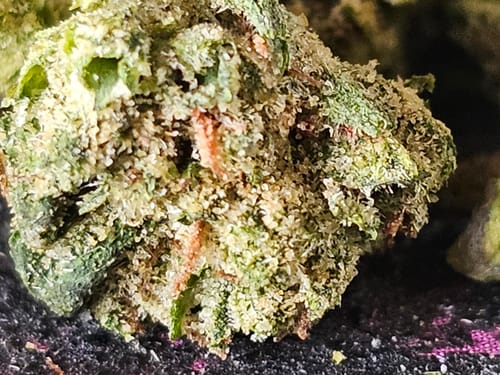 Customer photo review of Gorilla Glue THCA Flower