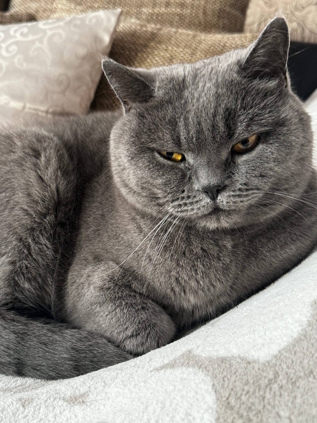 Customer photo review of Katzen Gesundheits Ratgeber von Majescats