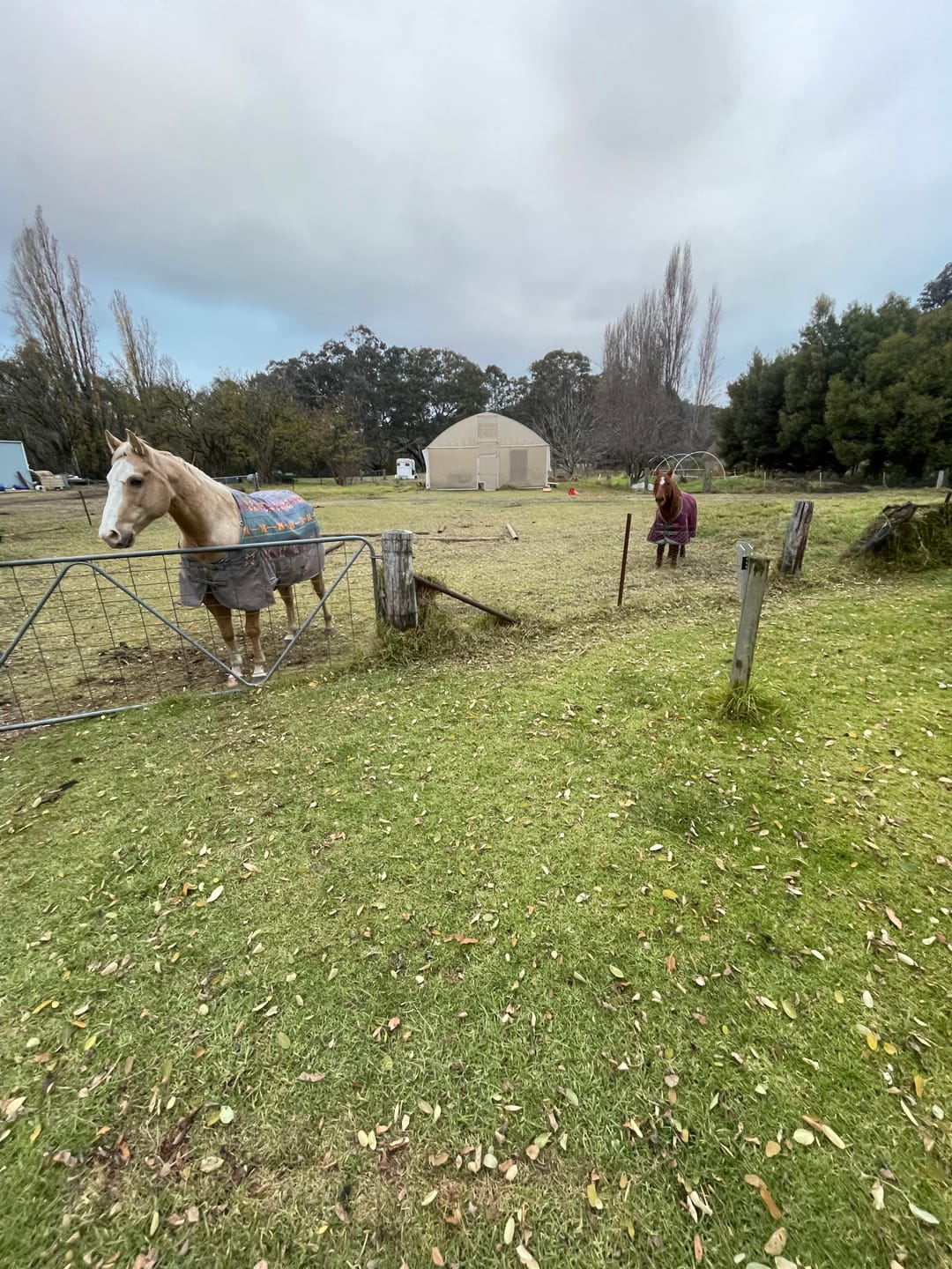 Customer photo review of Nikwax Rug Proof