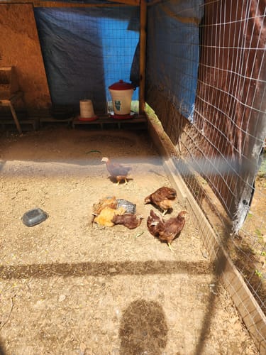 Customer photo review of GrubTerra Dried Black Soldier Fly Larvae 10lb.