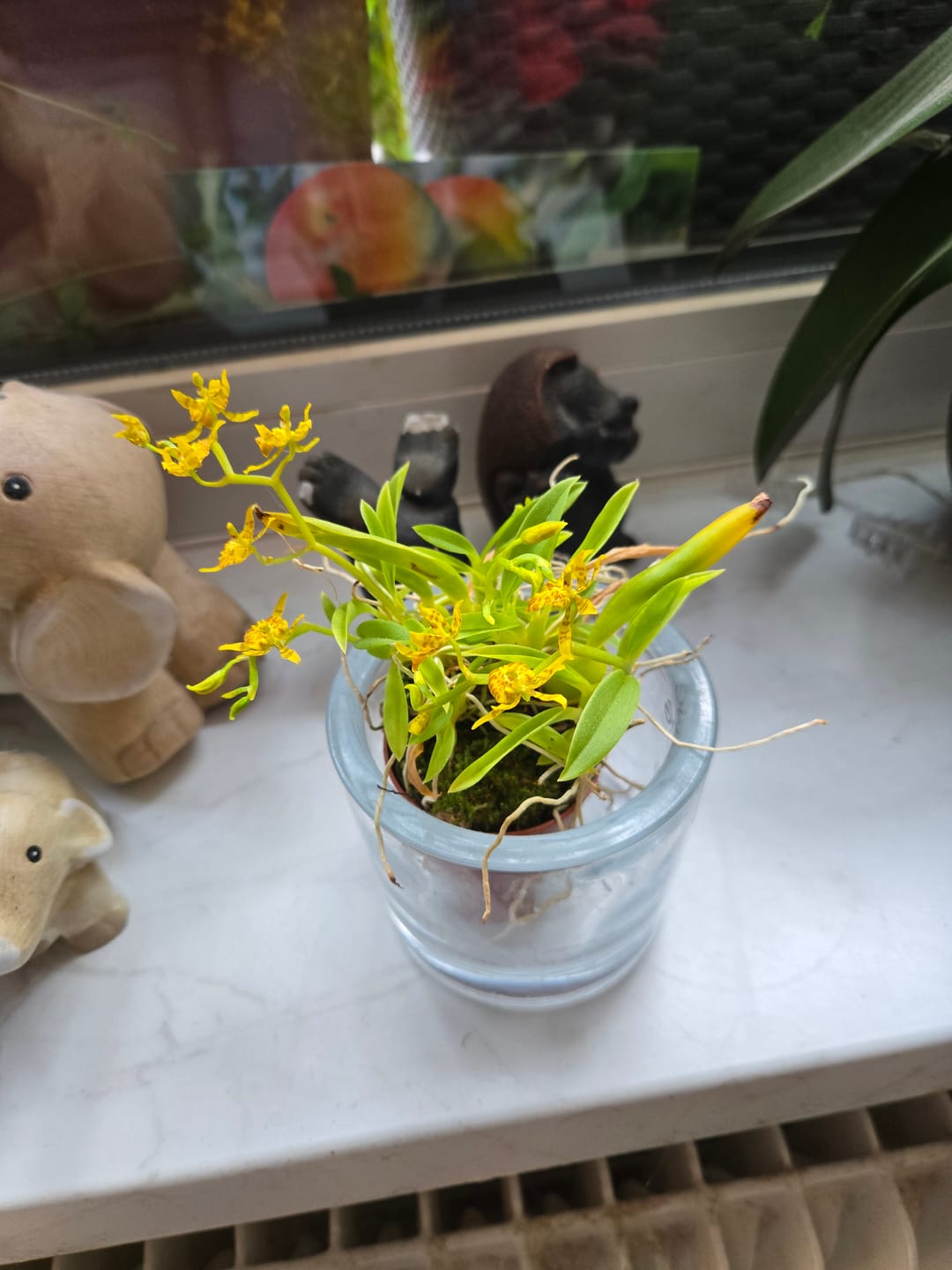Customer photo review of Mini-Duft-Orchidee Cyrtochilum meirax mit gelben Blüten und 1+ Rispen