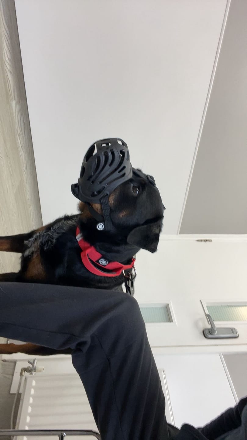 Customer photo review of Muzzle | Flexi & Legal Requirement - S-XL Breeds - Black