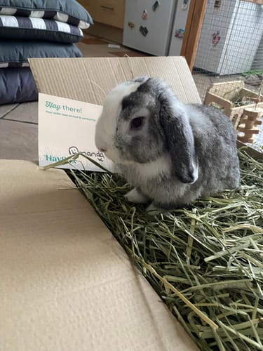 Customer photo review of Timothy Hay Box 'Blend'