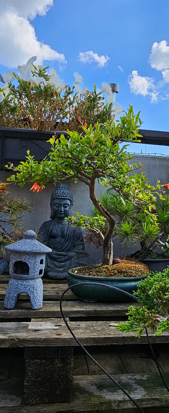Customer photo review of KRIPTON CB® (Probiotico professionale per bonsai)