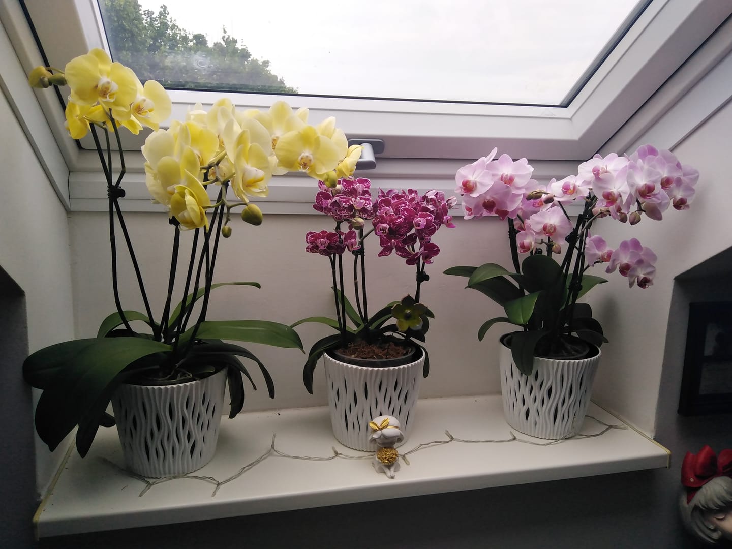 Customer photo review of Große Two of Us Farbmix im 3er Set mit 3 Rispen
