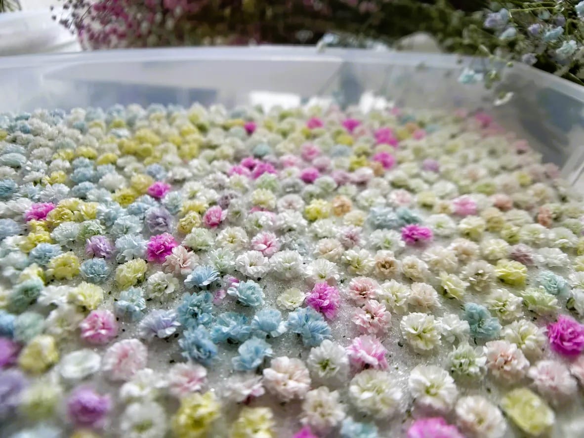 Customer photo review of Pastel Rainbow Tinted Baby's Breath