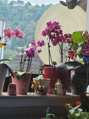 Customer photo review of Table Dance Banana Chocolate mit schokoladenbraunen Blüten und 2+ Rispen