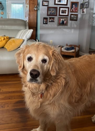 Customer photo review of ULTRA Pet Grooming Vacuum Kit